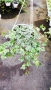  Кошница с Бръшлян Бяло чудо, Hedera helix White Wonder, студоустойчив, снимка 3