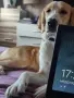 Търси дом. Подарява се, снимка 3