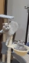 Шотландско клепоухо коте Мъжко, снимка 4
