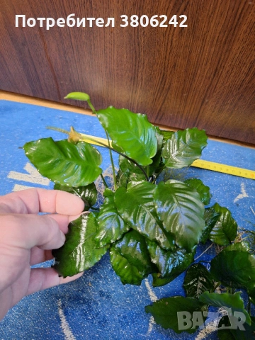 Растения анубиас, снимка 3 - Други - 54267151