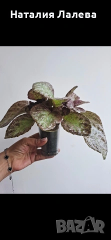 Еписция, episcia Jim's rose garden, снимка 2 - Стайни растения - 55099674