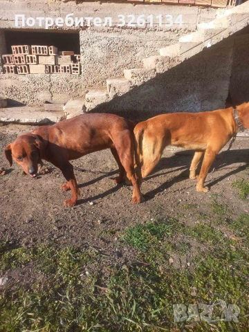 Жълто алесто гонче , снимка 5 - Гонче - 55152972