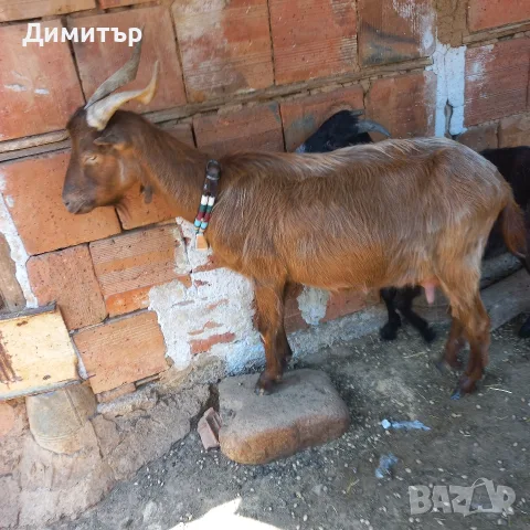 Три кози и 4 ярета, снимка 4 - Кози - 55420932