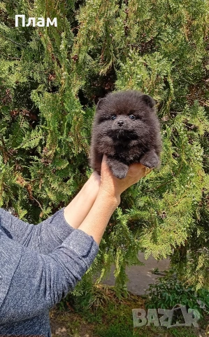 Женски черен Померан.