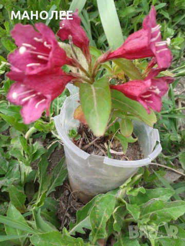 🌺🌺🌺🌺 Вайгела 🌹🌹🌹🌹, снимка 3 - Градински цветя и растения - 54441392