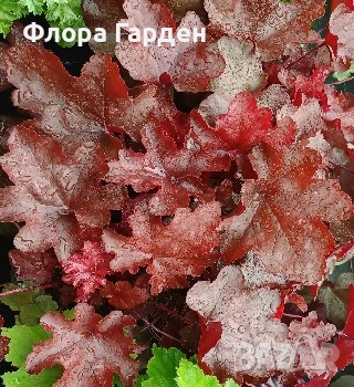 МНОГОГОДИШНИ ЦВЕТЯ, снимка 5 - Градински цветя и растения - 54703380