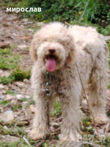 Логото обучено за трюфели