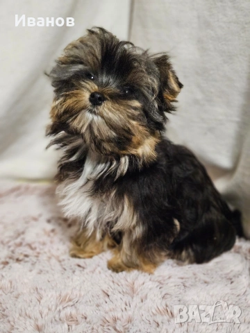 Йоркширски териер 