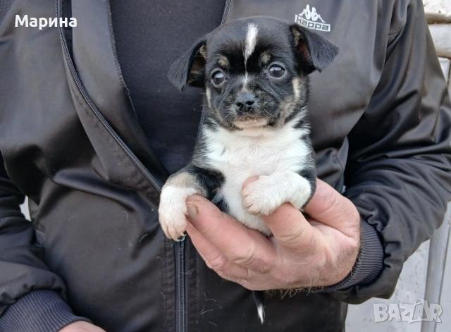 Чихуахуа кученца мъжки и женски, снимка 6 - Чихуахуа - 54144288