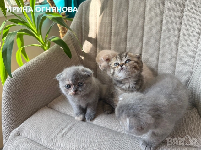 Британска/ шотландка късокосместа, снимка 4 - Британска късокосместа - 54847685