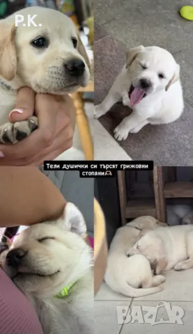 Лабрадор Ретривър, снимка 2 - Лабрадор ретривър - 55311126