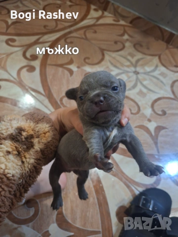 Френски булдог , снимка 2 - Френски булдог - 54883058