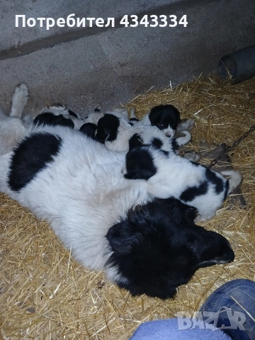 Българско Овчарско куча