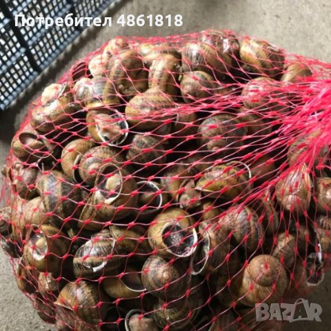 Месо от охлюви Хеликс Асперса Максима , снимка 4 - Други животни - 54974879