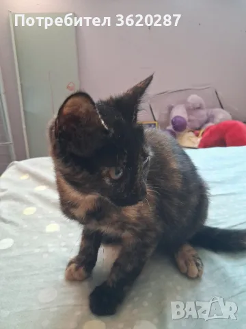 Бездомно женско коте
