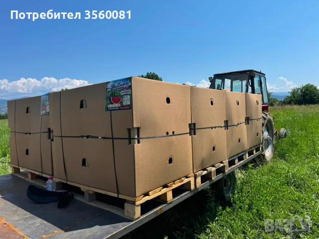 Продаваме диня на едро - сорт: РОМАНЗА ; тел. 0878744855, снимка 5 - Други услуги - 55390564