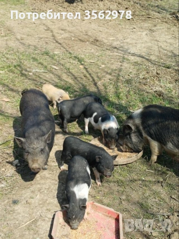 малки Виетнамски прасенца , снимка 4 - Други животни - 53970589