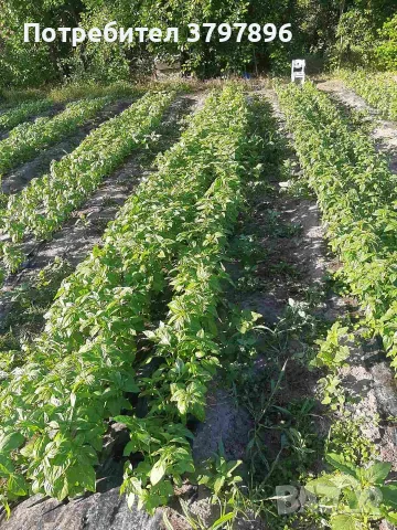Продавам био босилек,кълнове,микрорастения