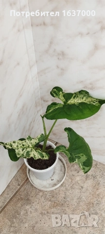 Сингониум Mojito 