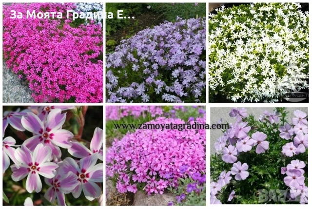 Флокс - 6 цвята /Почвопокривен и каскаден, снимка 8 - Градински цветя и растения - 54020877