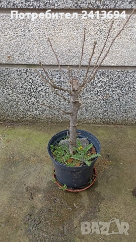 hibiscus syriacus дървовидна ружа , снимка 6 - Градински цветя и растения - 54031974