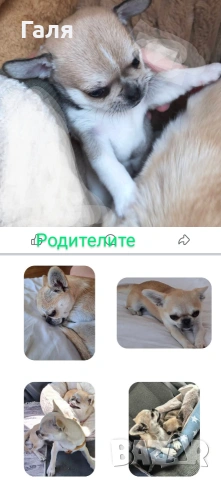 чихуахуа , снимка 4 - Чихуахуа - 54324595