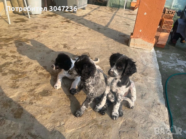 Продавам, снимка 3 - Бретон шпаньол - 54175983