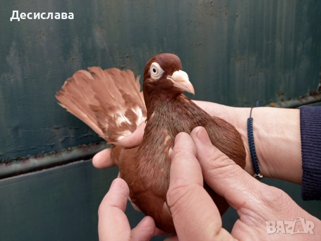 Гълъби червени донеци