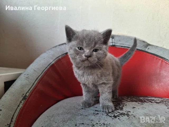 британска късокосместа , снимка 4 - Британска късокосместа - 55567487