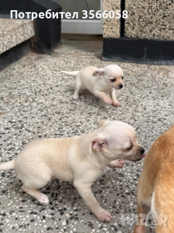 Чихуахуа , снимка 8 - Чихуахуа - 54096135