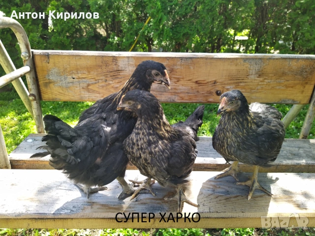 Продавам пилета Супер Харко и Шарени