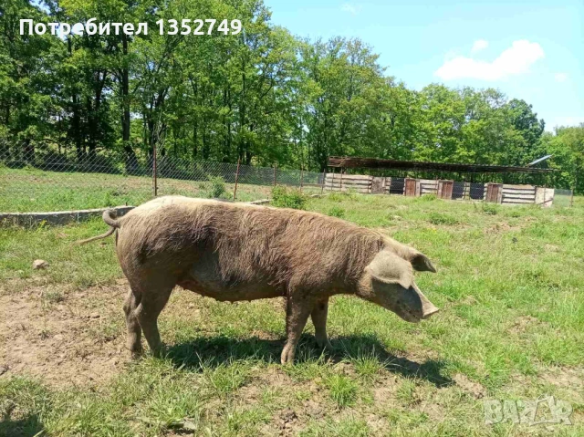 продавам заплодени прасета майки, снимка 4 - Прасета - 54568516