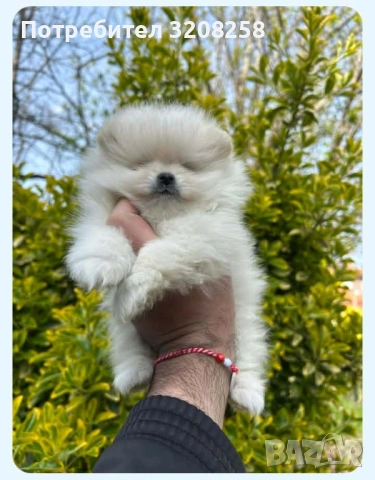 ПОМЕРАН/ПОМЕРАНИ