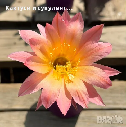 Цъфтящи Кактуси Echinopsis Hybrid омбре преливащи се цветове , снимка 9 - Градински цветя и растения - 55683810
