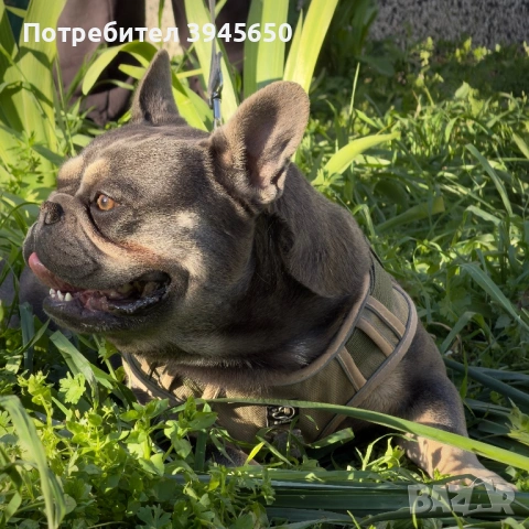 Френски булдог за разплод , снимка 4 - Френски булдог - 54314456