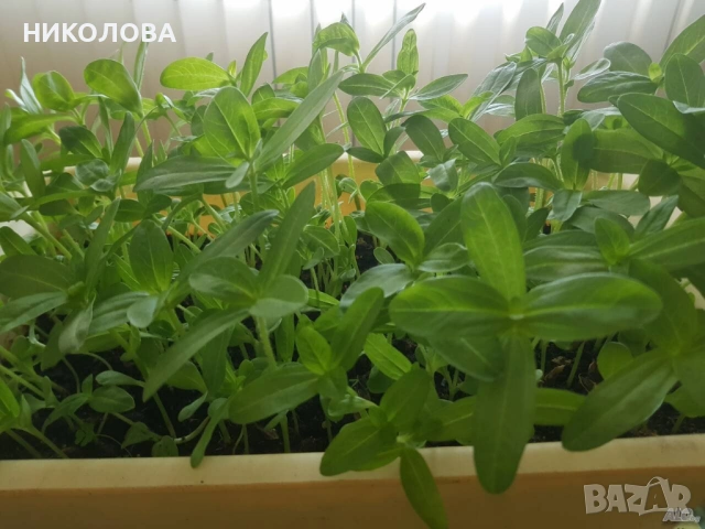 ЦИНИЯ, снимка 2 - Градински цветя и растения - 54578852