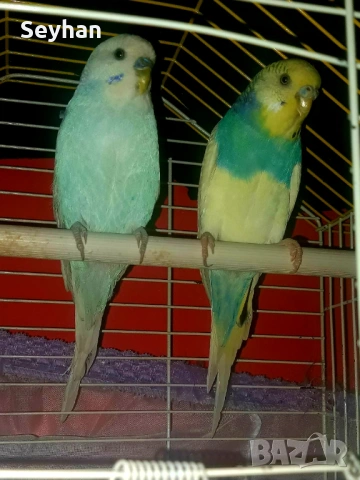  Папагали чифт вълнисти