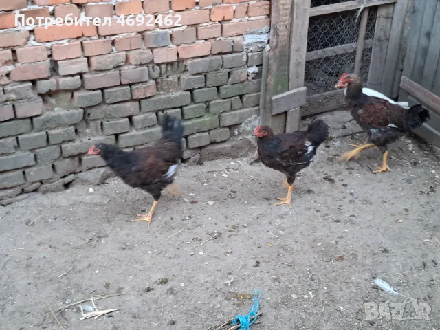 Катунски  петли , снимка 3 - други­ - 55640917
