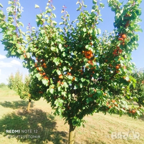 Кайсия от производител !, снимка 9 - Други - 55236655
