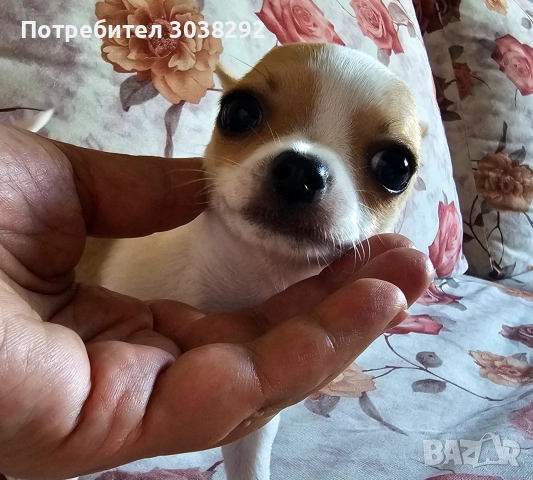 Чихуахуа момче, мини, снимка 5 - Чихуахуа - 55182548