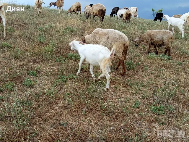 Каракачански овце за разплод