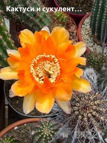 Кактус Trichocereus Hybrid оранжев цвят
