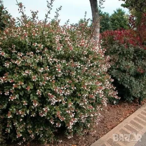 Абелия Грандифлора Прострата, Аbelia Grandiflora Prostrata!!!, снимка 3 - Градински цветя и растения - 55601458