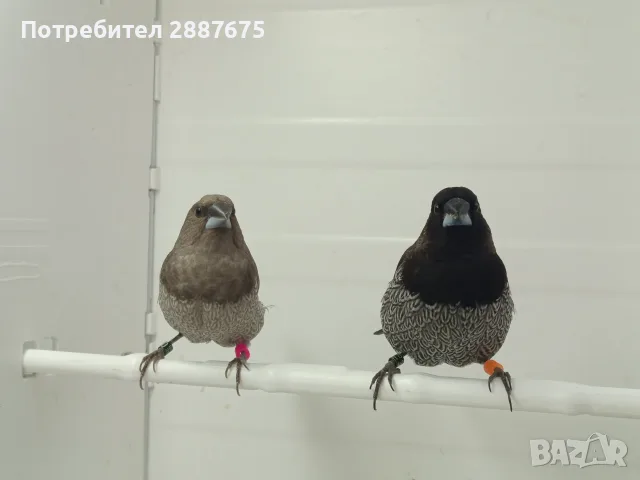 Люспогърди амадини, снимка 7 - Амадини - 55601353