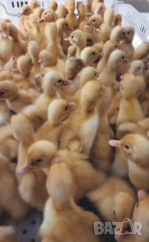 оплодени Яйца ЮРДЕЧКИ -ПАТИЦИ -ГЪСКИ -Разплодни яйца за люпене от Патки породата бяла Московска., снимка 9 - Кокошки и пуйки - 54196584