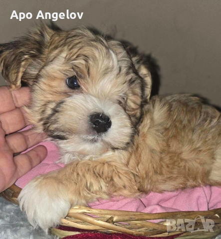 малтийска булонка Йоркширски териер , снимка 2 - Болонка - 54009785