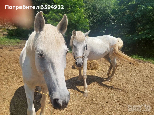 свободни кобили, снимка 5 - Коне - 55221021
