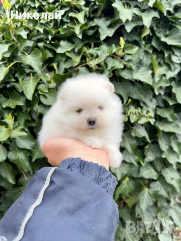Померан мини момиче. Померанче, снимка 4 - Померан - 54216080