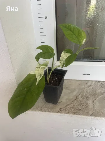 Epipremnum Pinatum Marble, снимка 4 - Стайни растения - 55282351