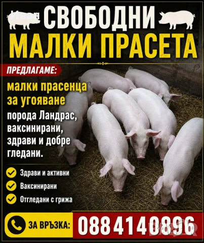 Прасета
